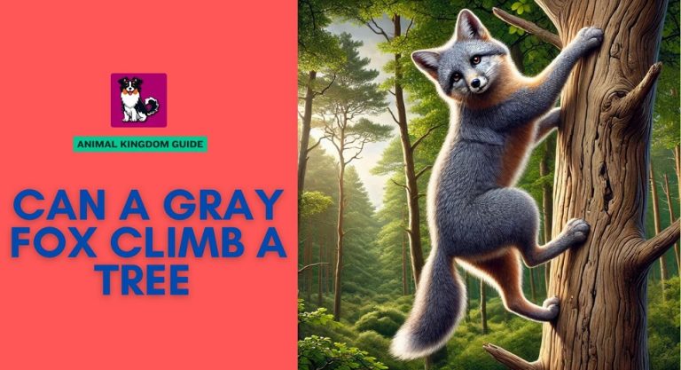 Can a Gray Fox Climb a Tree