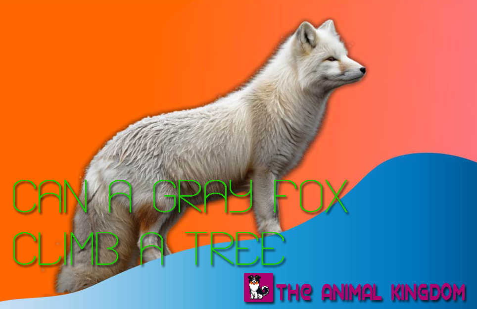 Can a Gray Fox Climb a Tree