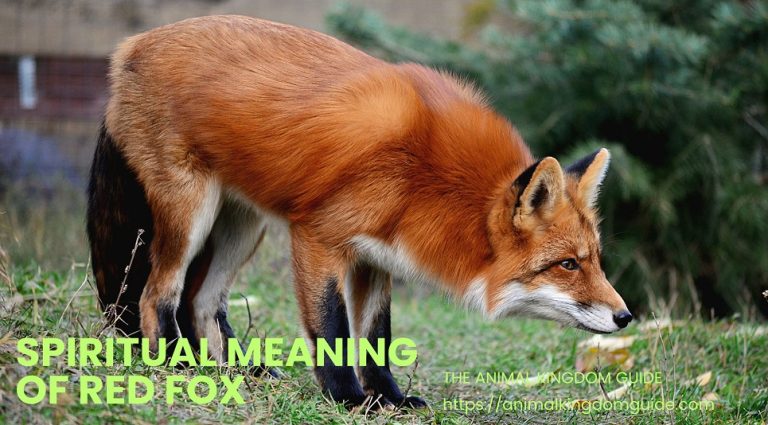 Spiritual Meaning of Red Fox Expert