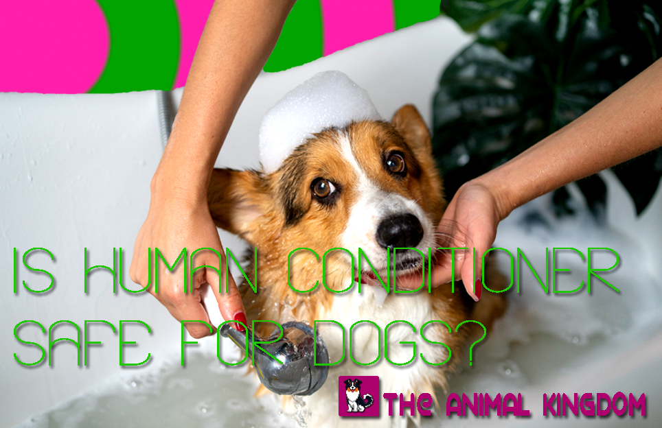 Is Human Conditioner Safe for Dogs?