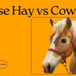 Horse Hay vs Cow Hay