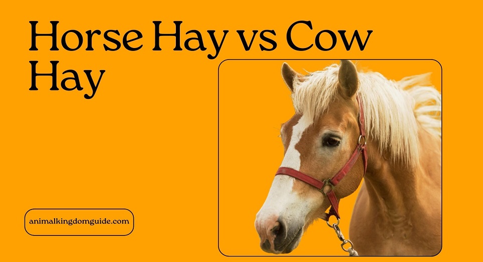 Horse Hay vs Cow Hay