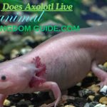 How Long Does Axolotl Live