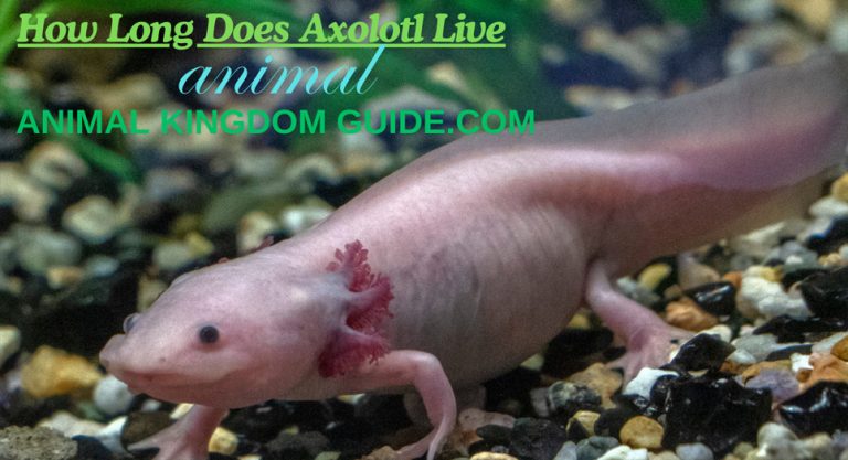 How Long Does Axolotl Live