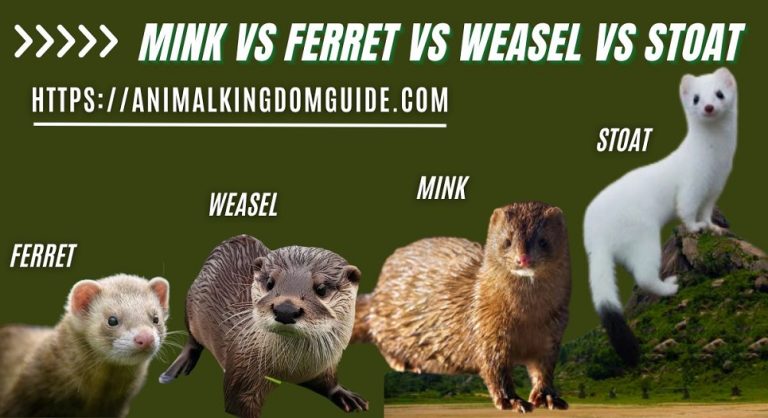 Mink vs Ferret vs Weasel vs Stoat