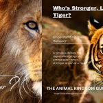 Who’s Stronger, Lion or Tiger?