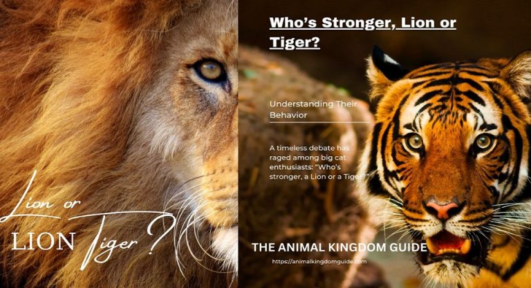 Who’s Stronger, Lion or Tiger?