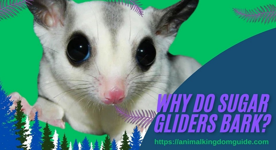 Why Do Sugar Gliders Bark?