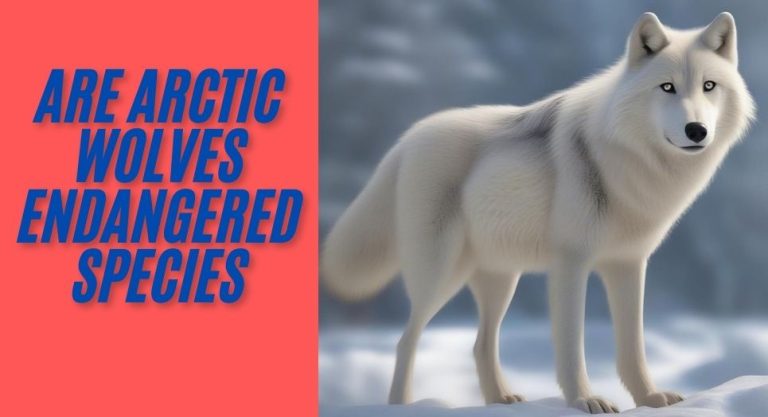 Are Arctic Wolves Endangered Species