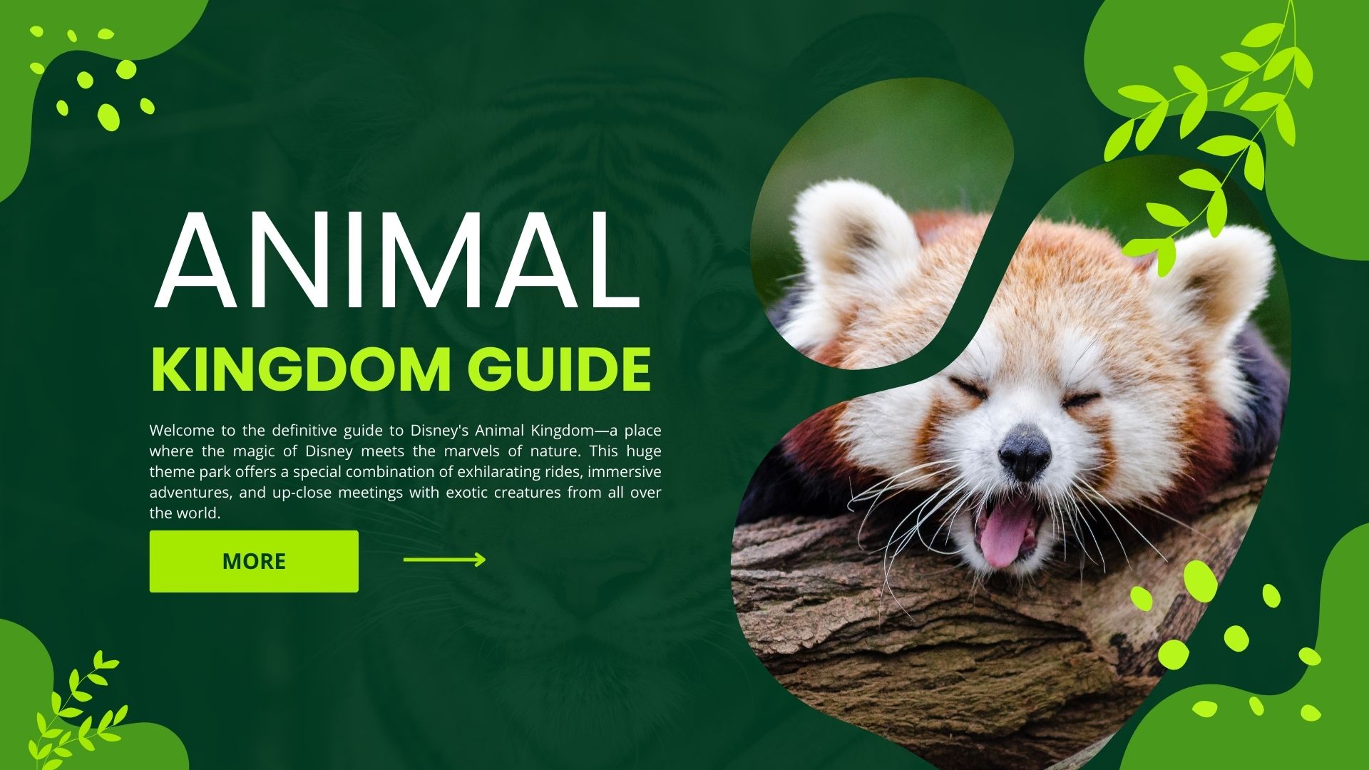 How to Animal Kingdom Guide