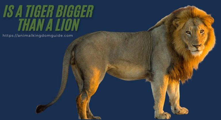 Is a Tiger Bigger Than a Lion